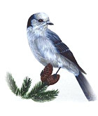 Gray Jay