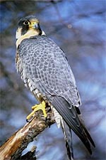 Peregrine Falcon