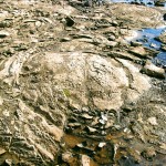 Stromatolites at Fitzroy