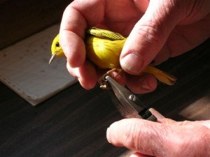 Photo 3a MVFN bird banding