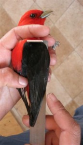 Photo 3b MVFN bird banding