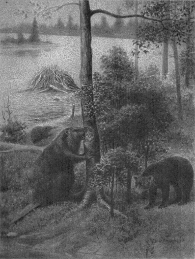 Ancient beaver (773x1024)