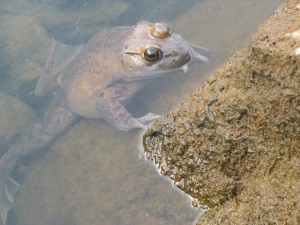 Bullfrog donaldson (1024x768)