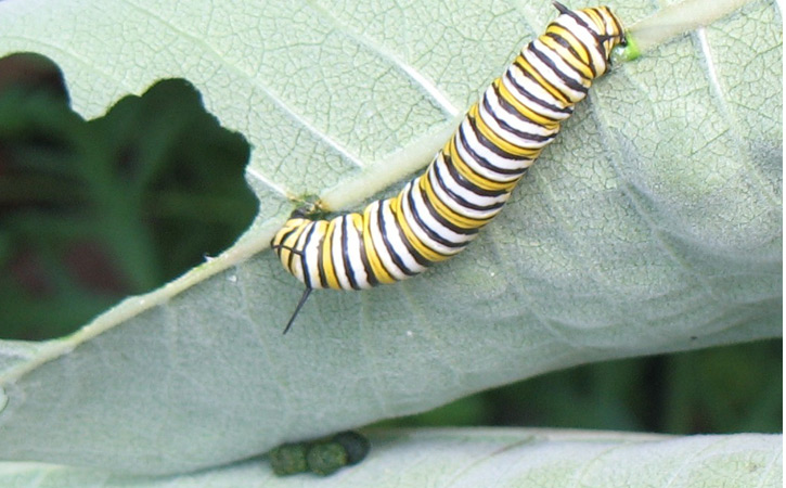 Monarch butterfly caterpillar. photo Pauline Donaldson
