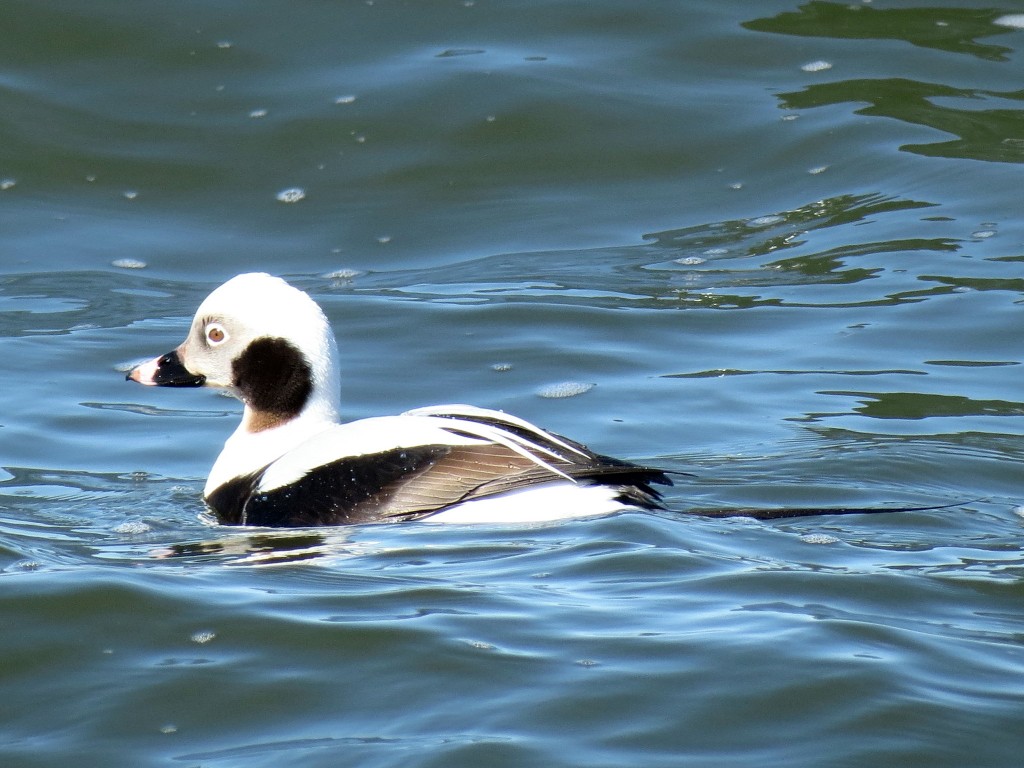Long-tailed duck. Photo Peter Blancher