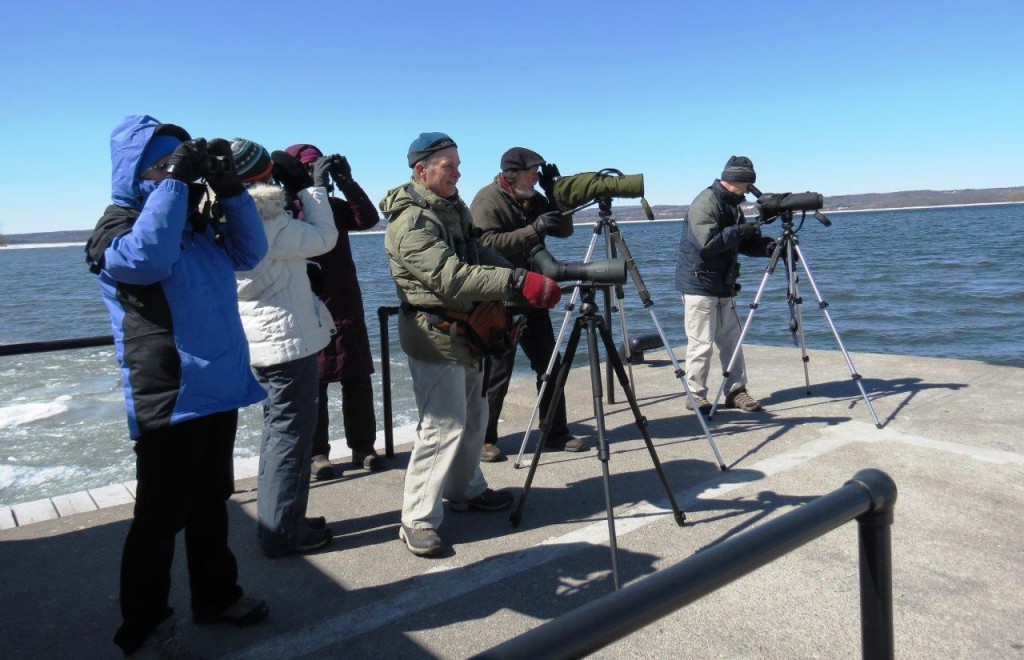 Viewing group at government dock, Presqu'ile. Photo Howard Robinson