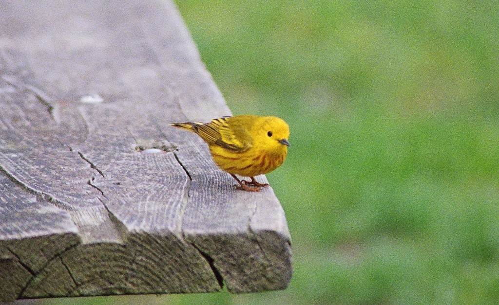 Yellow Warbler. Photo Susan Wilkes