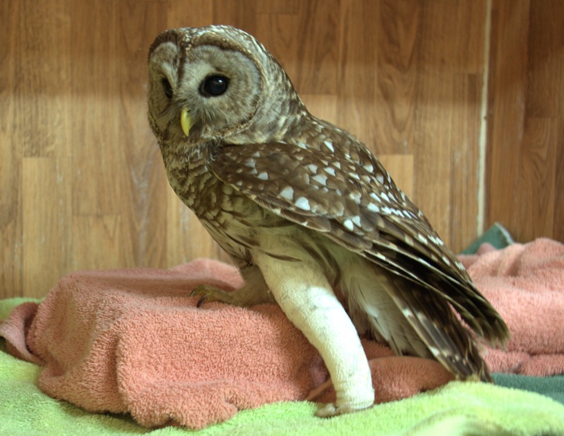 Photo 2 Barred Owl by Barbara Adams