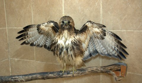 Photo 3 red tailed hawk P. McLaughlin