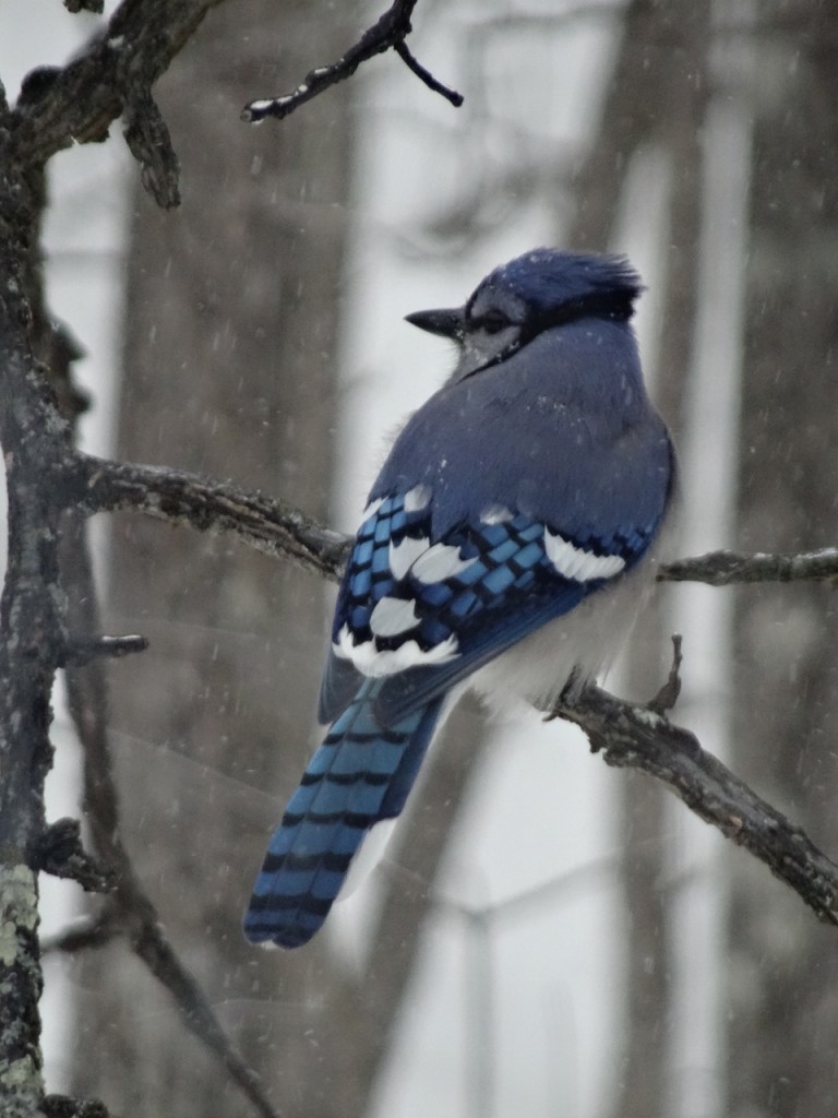 A Blue Jay photographed during the Christmas bird count week and plentiful on count day during the Carleton Place Christmas bird count. Photo by Ken Allison
