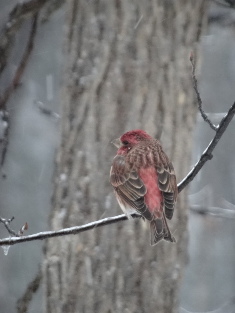 A Purple Finch photographed during the Christmas bird count week and plentiful on count day during the Carleton Place Christmas bird count. Photo by Ken Allison