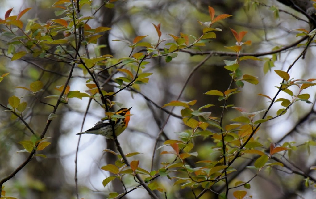 Blackburnian Warbler, photo Pam Hickman