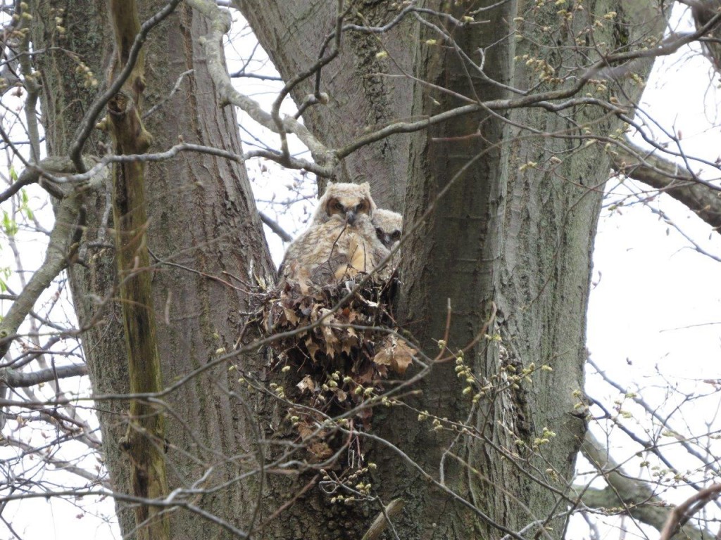 Great Horned Owl, chicks, Woodland Trail, photo Peter Anderson
