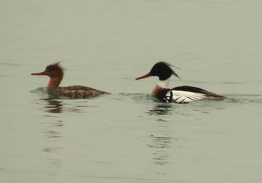 Red-breasted Mergansers, Lake Erie photo Peter Blancher