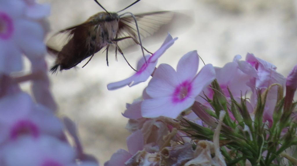 HUMMINGBIRD MOTH 3 AUG 10 2016 (1280x719)