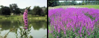 Purple loosestrife