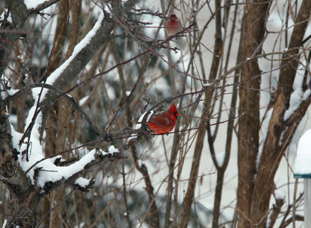 Cardinal. photo Susan Wilkes