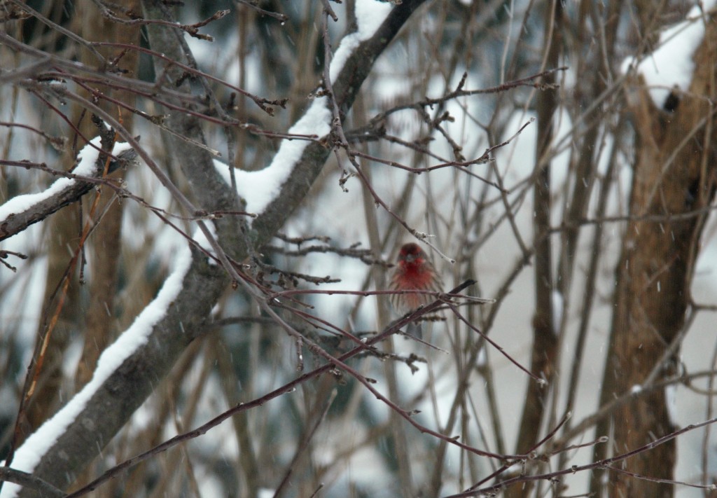 House Finch. photo Susan Wilkes