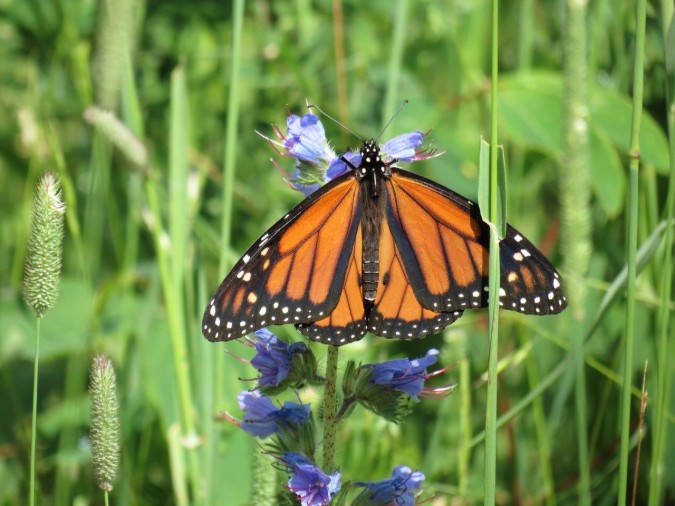 Male monarch butterfly feeding at High Lonesome