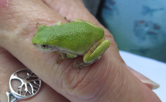 Gray Treefrog 2 photo N. Capitanio