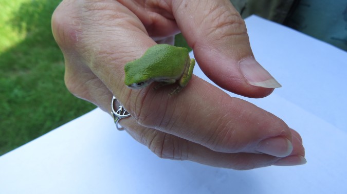 Gray Treefrog (Hyla versicolor) 