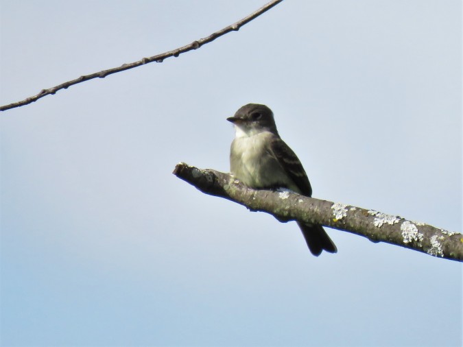 Eastern Wood Pewee at Almonte Lagoons Trail. photo Michel Gauthier