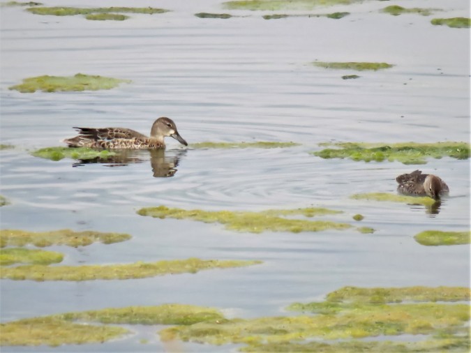 Blue-winged Teal. photo Michel Gauthier