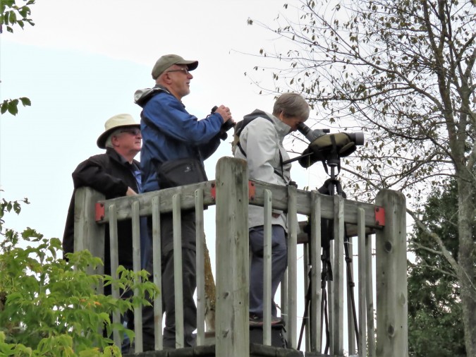 Persistent birders (L-R) Frank Campbell, Ronald Vandebeek, and Sheryl-Elaine Grazeau. photo Michel Gauthier
