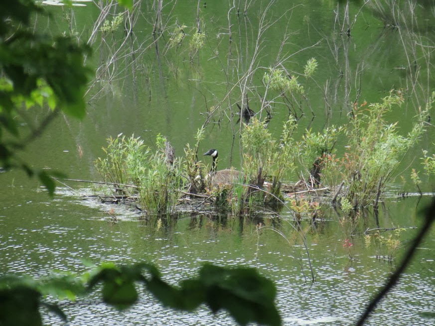 Nesting Canada Goose, Hahn Farm. Photo Howard Robinson