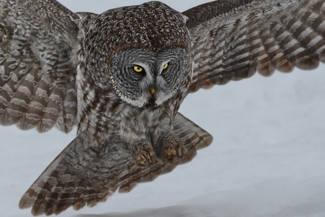 Members night 2016 great grey owl flying close up Simon Lunn