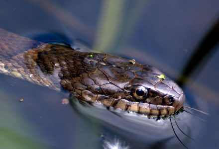 Watersnake