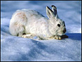Hare