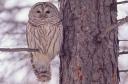 Barred Owl (c) Tony Beck