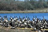 Geese