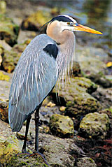 Heron