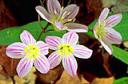 Spring Wildflowers