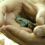 Keddy Walk frog (photo Mike McPhail)