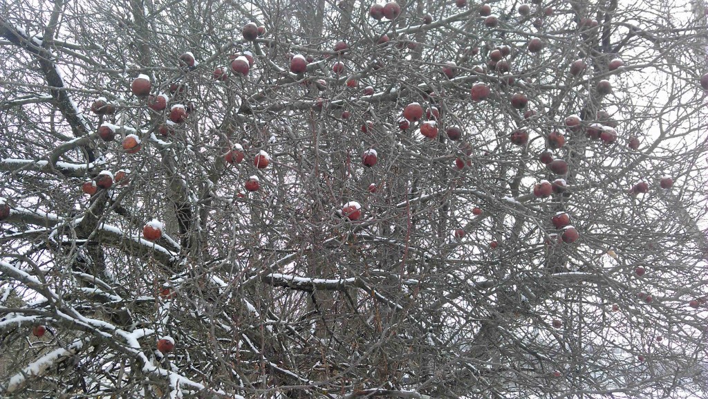 Apples