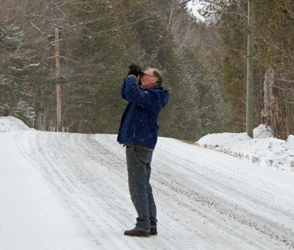 Looking for Brown Creepers