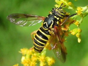 wasp mimic sherratt lecture (640x480)