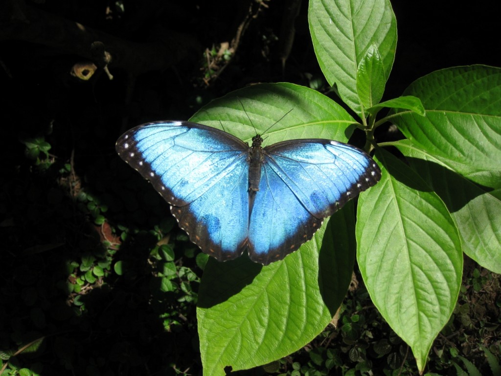 Costa Rica 2 c (1280x960)