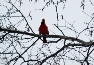 Iain's cardinal