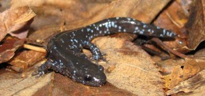 Photo 1 blue-spotted salamander