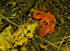 Photo 2 red eft