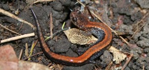 Photo 3a redback morph