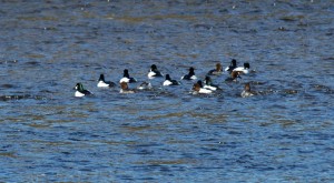 iana Common Goldeneye