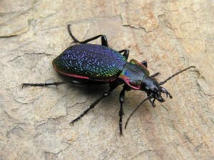 Carabus vietinghoffi (1024x768)