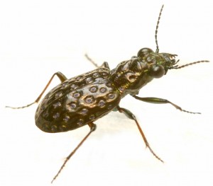 Elaphrus clairvillei (1024x901)