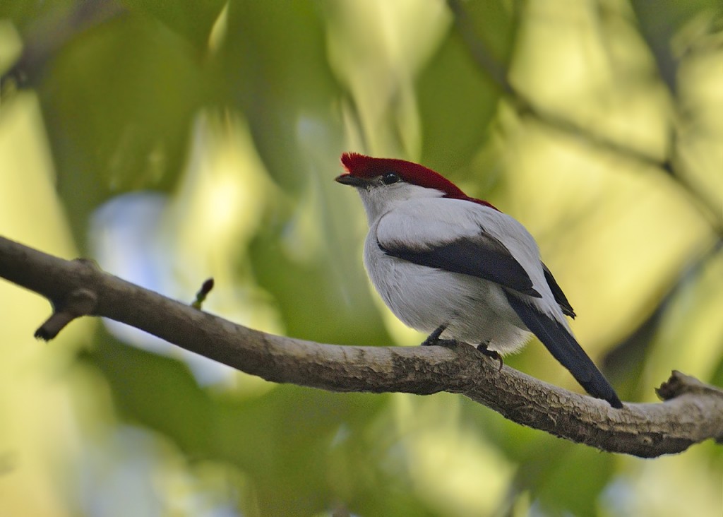 araripe Manakin photo Knudsen