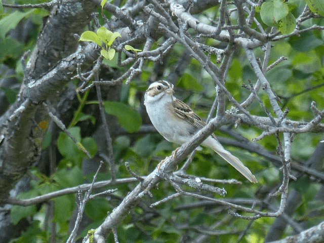 Clay coloured sparrow. Photo by Arnie Simpson